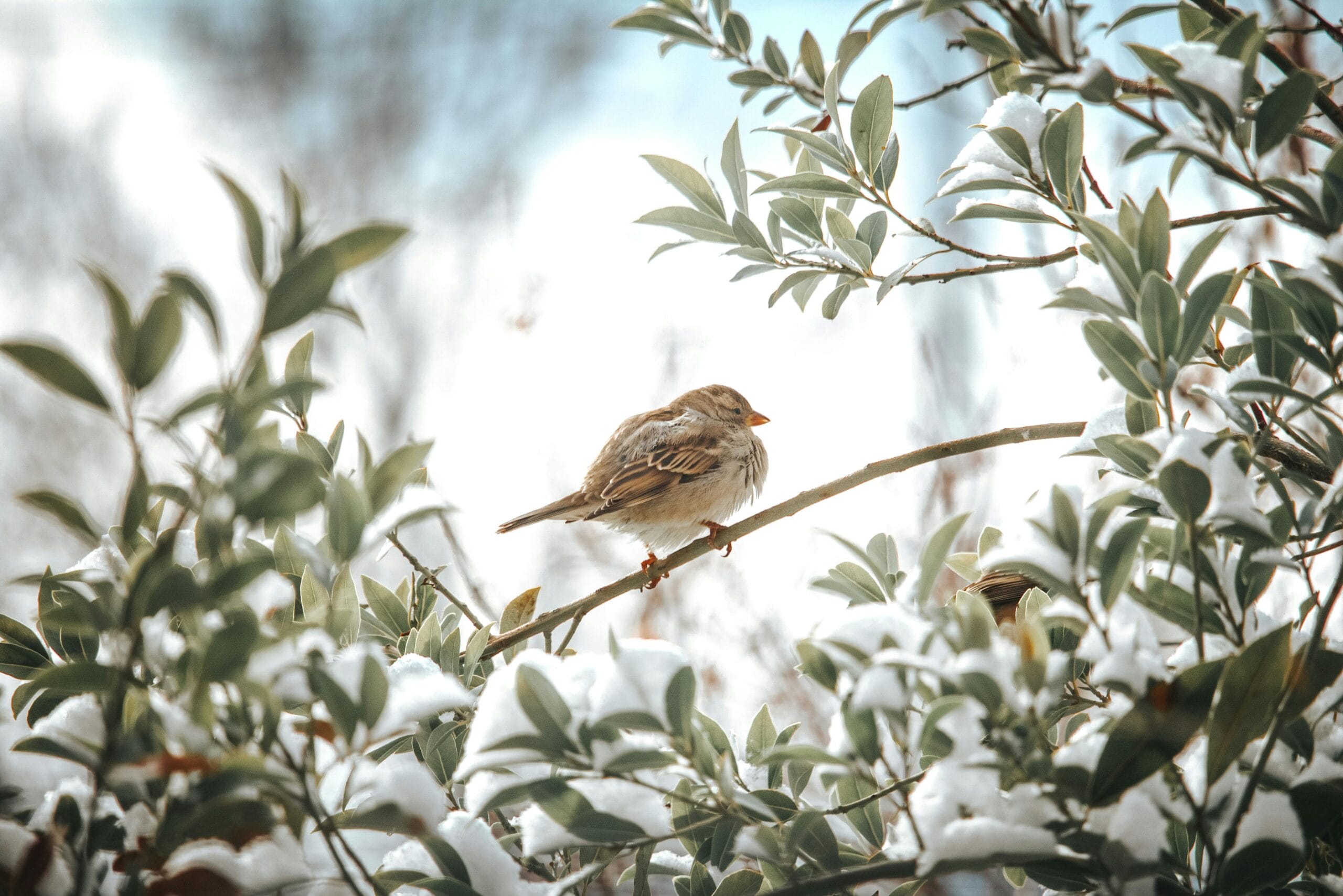 Rośliny, które zdobią ogród także zimą – co posadzić, by ogród nie był pusty?